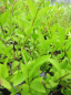 Preview: Ligustrum vulgare Black Pearl 1